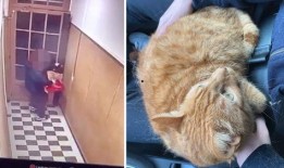 外卖员爆料宠物猫视频,宠物猫意外走红，萌态可掬引网友热议