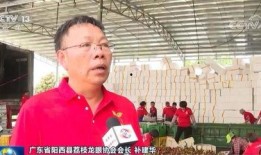 阳江市阳西县新闻爆料,突发事件引发关注，详情即将揭晓