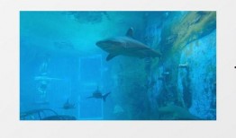 鲨鱼最新爆料视频大全下载,揭秘幕后真相，带你走进神秘世界