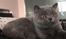 热点爆料蓝猫视频下载免费,揭秘热门爆料背后的下载攻略