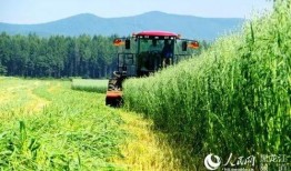 黑龙江农场爆料事件视频