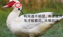 鸭主在线观看,揭秘鸭界风云，畅享养殖智慧盛宴