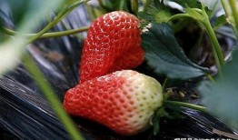 草莓最真实爆料图片视频,揭秘网红草莓背后的真相
