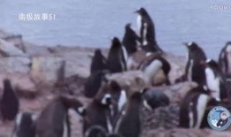 南极故事在线观看,在线观看南极故事，感受极地魅力