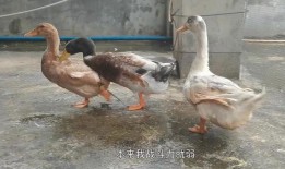 鸭主在线观看,揭秘鸭界风云，畅享养殖智慧盛宴