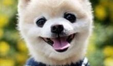 娱乐吃瓜宠物小说,娱乐圈宠物的甜蜜日常