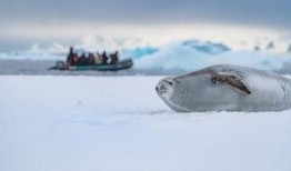 南极故事在线观看,在线观看南极故事，感受极地魅力