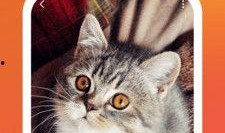 热点爆料蓝猫视频下载免费,揭秘热门爆料背后的下载攻略