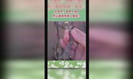 网上爆料美人鱼的视频是真的吗,网络爆料真相如何？