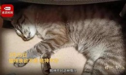 外卖员爆料宠物猫视频,宠物猫意外走红，萌态可掬引网友热议