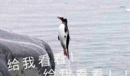 娱乐吃瓜酱飞鸟与鱼,娱乐吃瓜酱的甜蜜邂逅