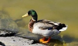 鸭主在线观看,揭秘鸭界风云，畅享养殖智慧盛宴